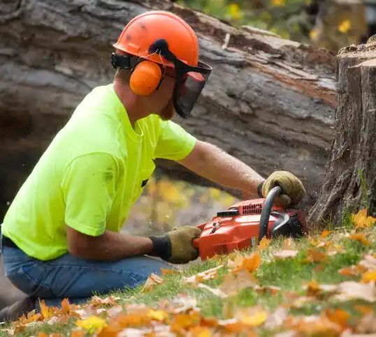 tree services Suitland